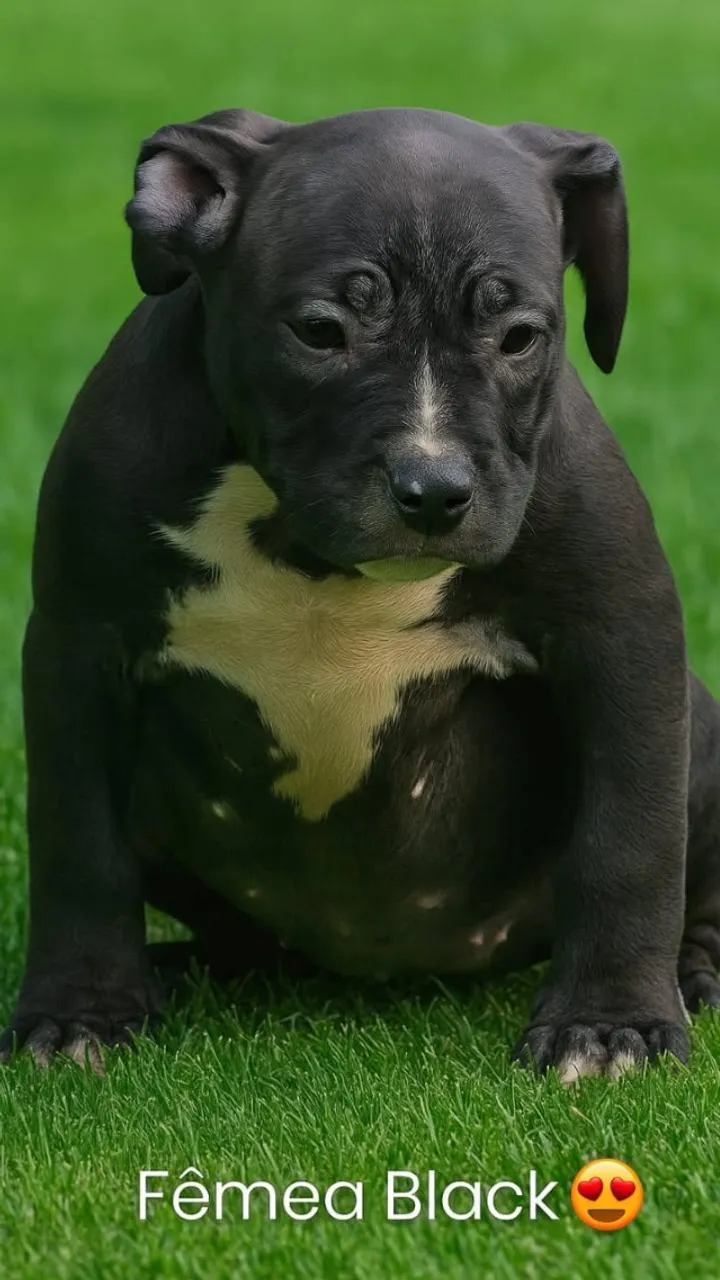 Pit Monster Genética Tri ( Mw Bearzilla - Aslan - New Iron etc.. ) Super Promoção