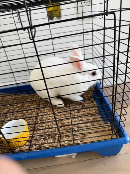 COELHA PARA DOAÇÃO  - Foto 5