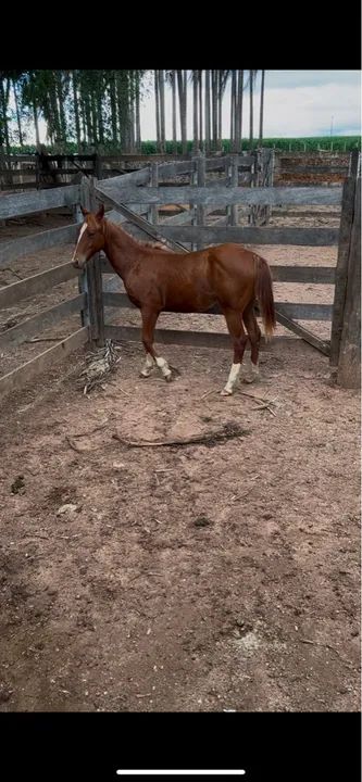 Potro Quarto de Milha 3/4 - Foto 3