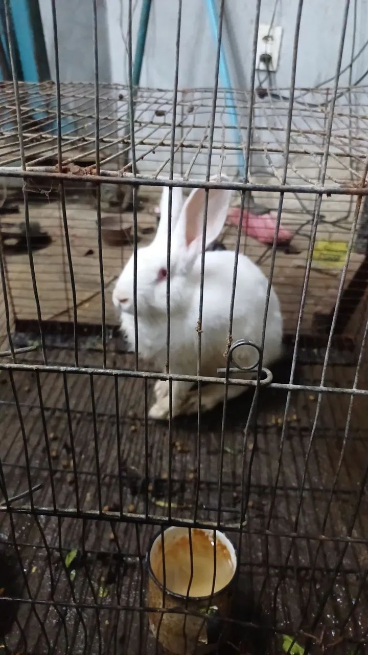 Coelhos adultos e filhotes 