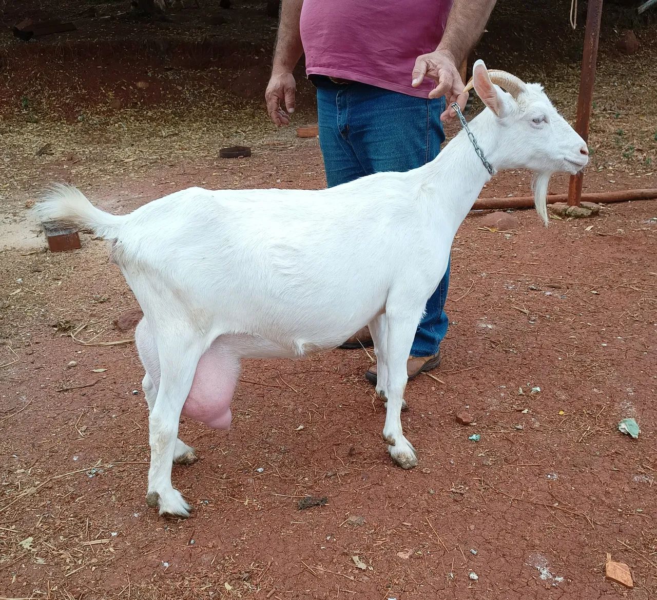 Cabras Saanen  - Foto 2