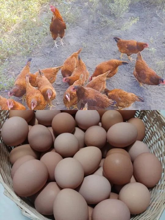 Ovos frescos de galinhas caipiras - Foto 3