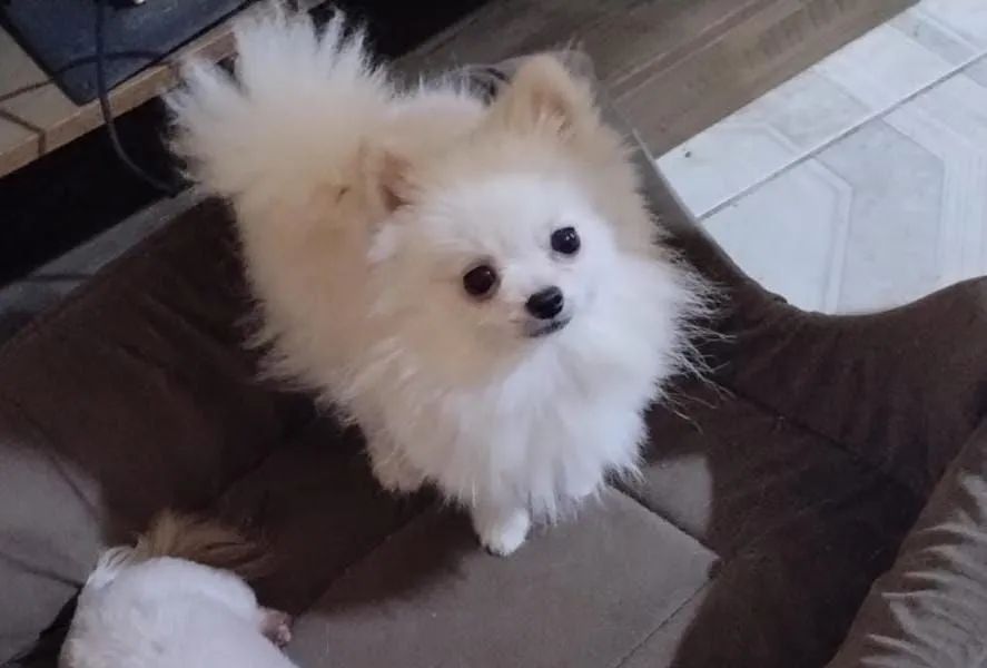 Spitz Alemão - Foto 3