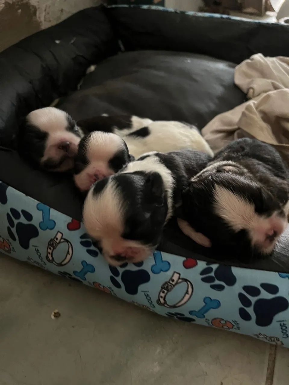 Shit tzu filhotes  - Foto 3