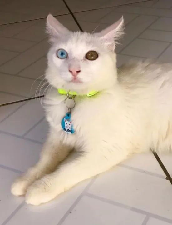 Gato da raça Khao Manee com heterocromia  - Foto 2