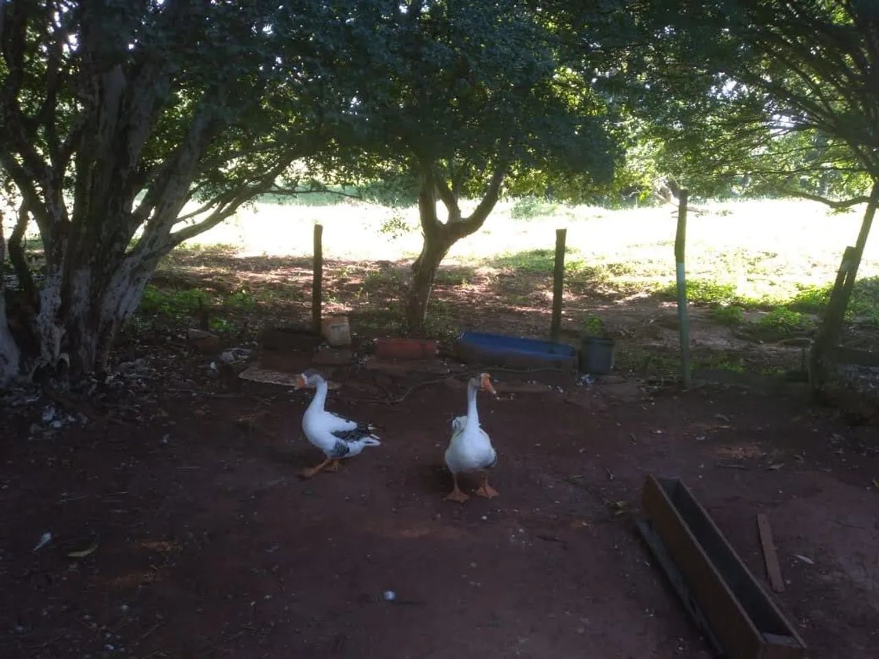 Aves - Galinhas comuns, ornamentais, marrecos e gansos - Foto 4