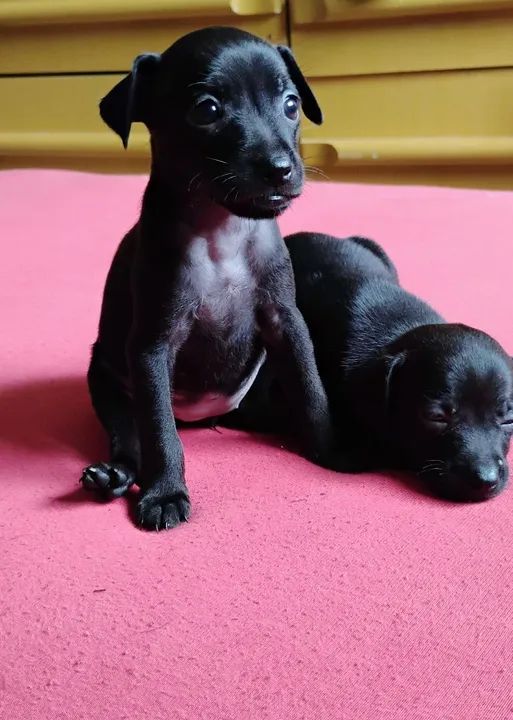 Filhotes de pinscher N °1  