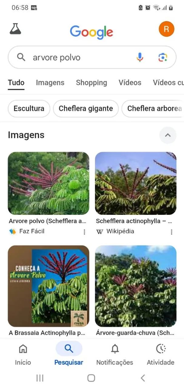Muda de árvore polvo  - Foto 4