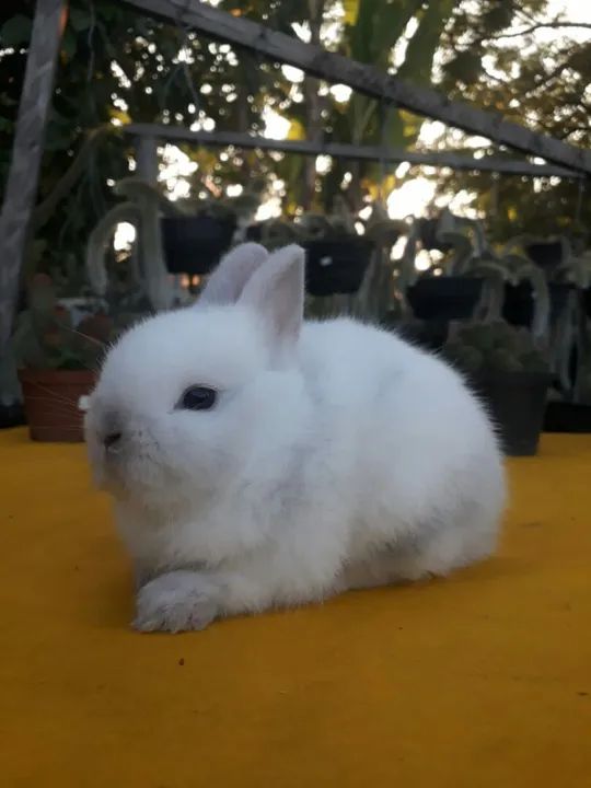 Coelho anão importado Netherland dwarf 
