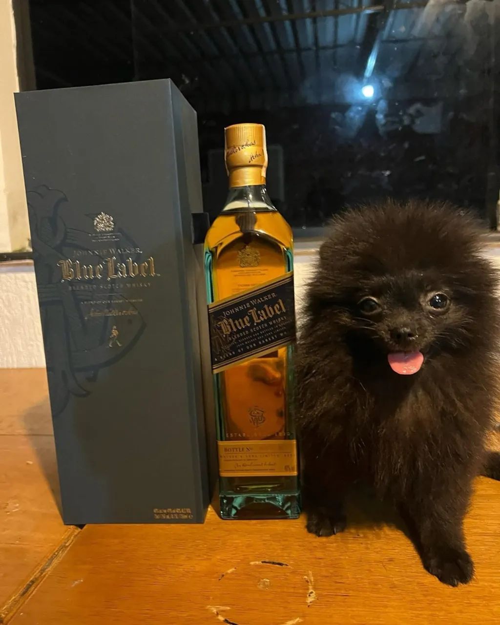 Lulu da Pomerania anao /// spitz alemao anao black fêmeas perfeita parcelamos até 18 vezes - Foto 3