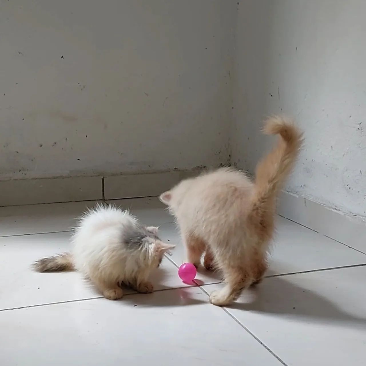 Filhote de gato persa