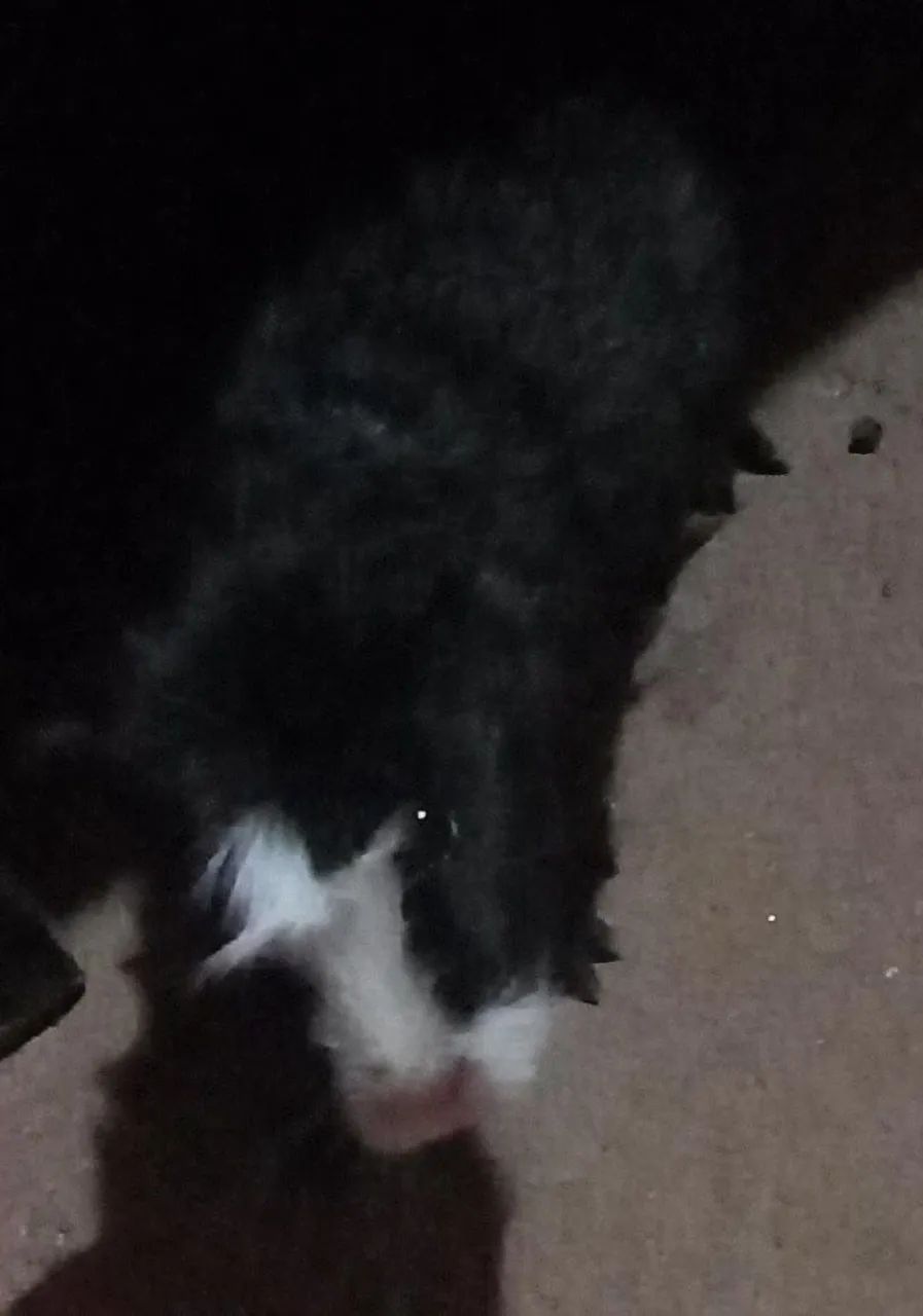 Porquinho da Índia (cobaia)