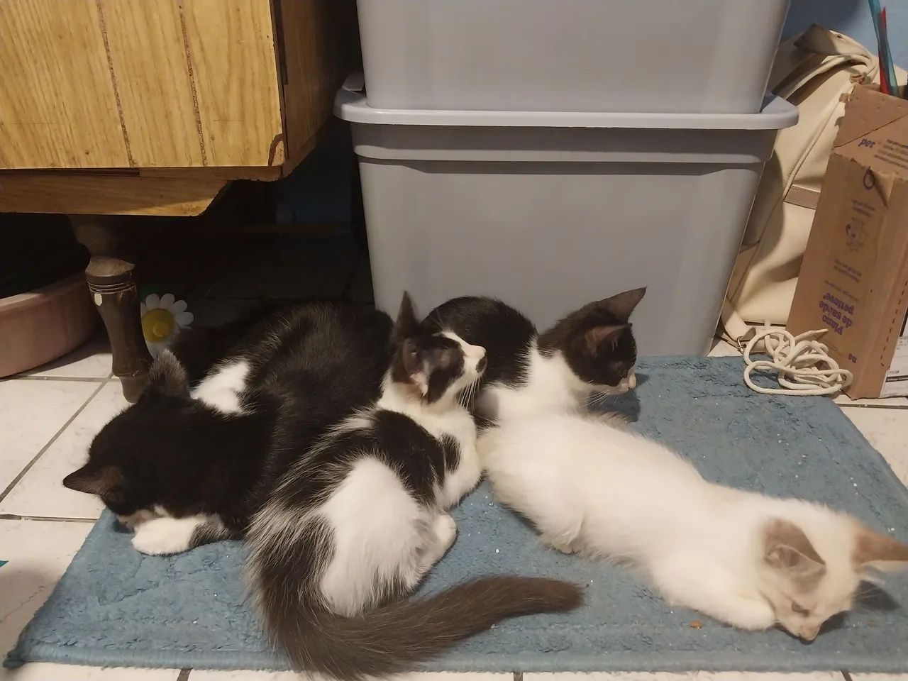 Gatinhas Amlie e Melissa para adoção! - Foto 5