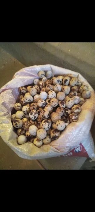 Ovos férteis / ovos galados codornas gigantes 