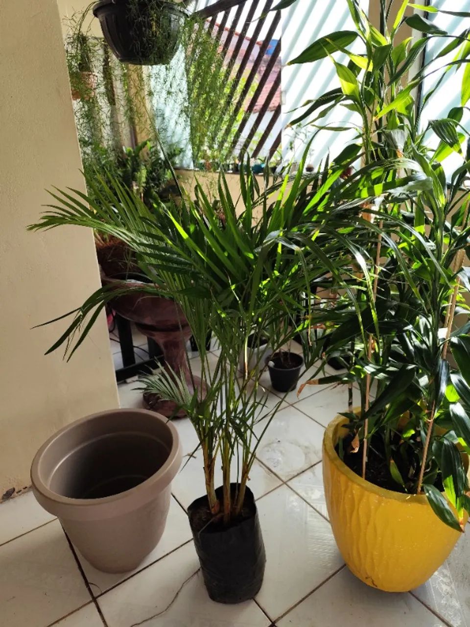Lindas palmeiras - Foto 2
