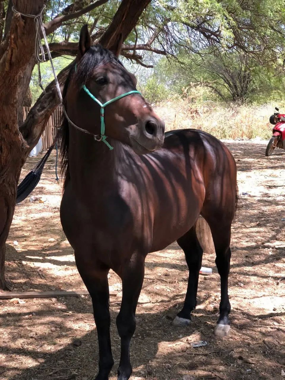 Vendo cavalo manso de sela - Foto 3