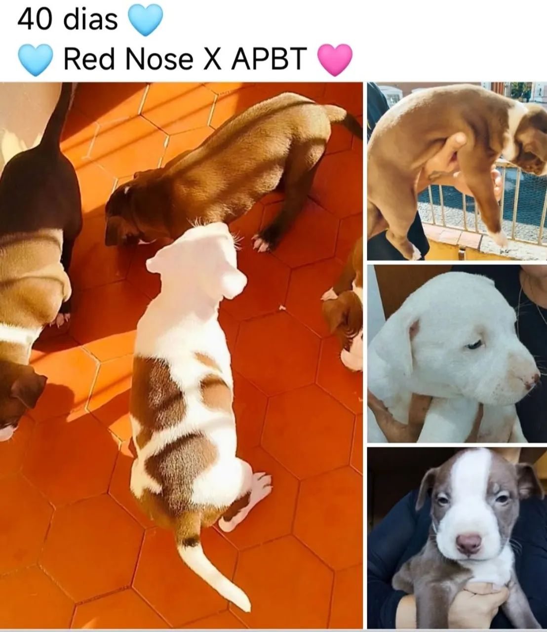Pitbull APBT x RED NOSE  - Foto 3