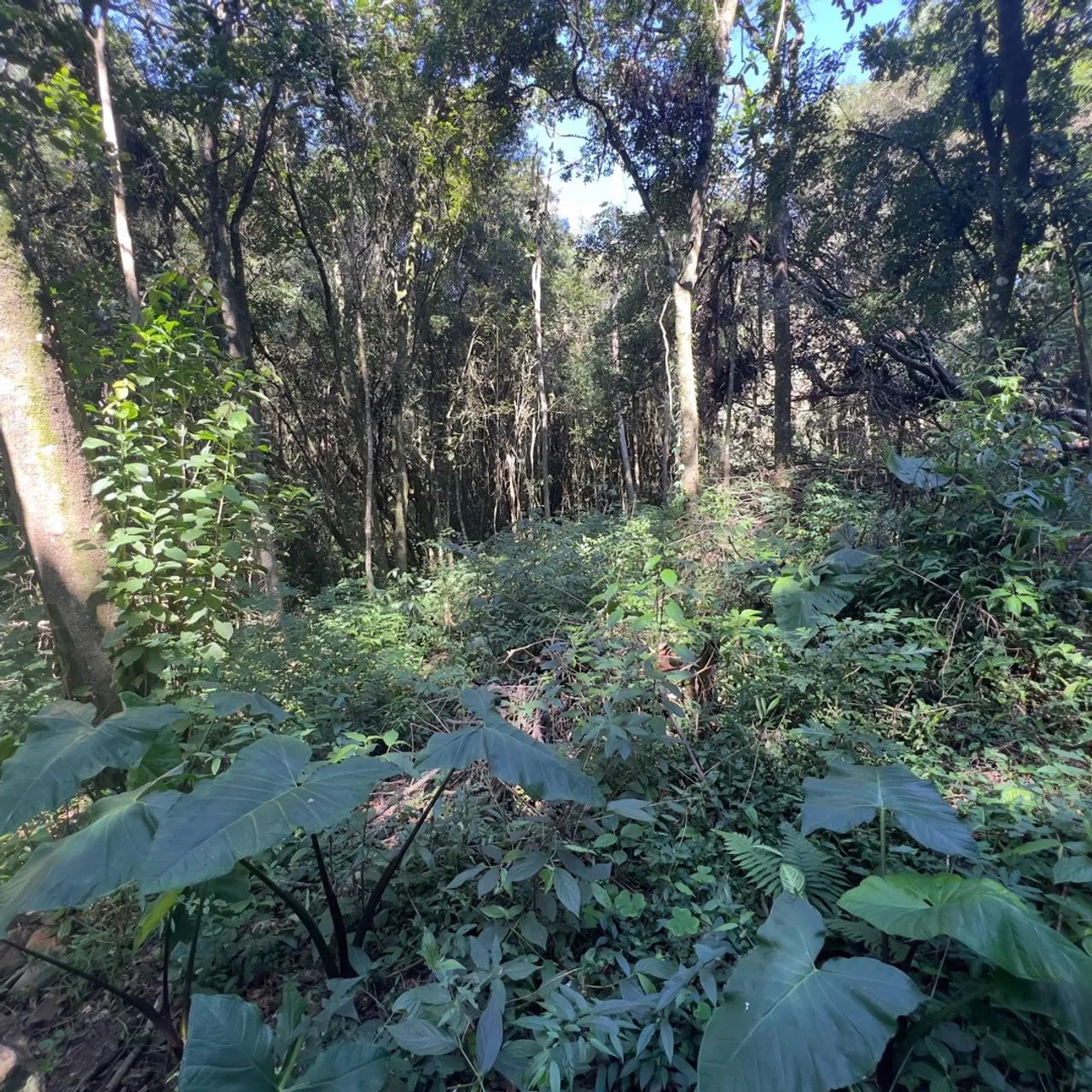 Sítios de 1.000 metros quadrados em condomínio fechado, apenas 3 km do asfalto  - Foto 5