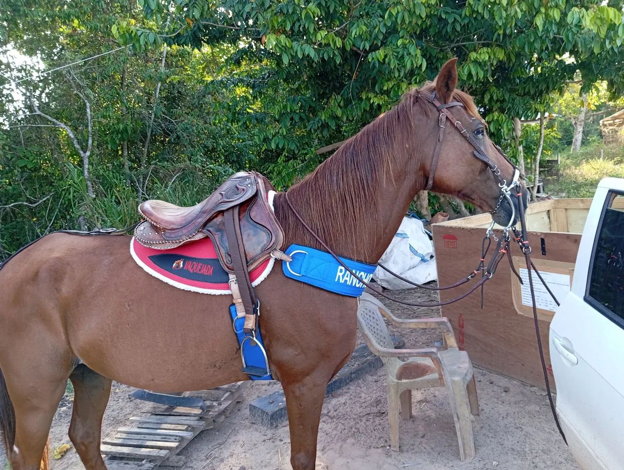 Cavalo para venda * - Foto 2
