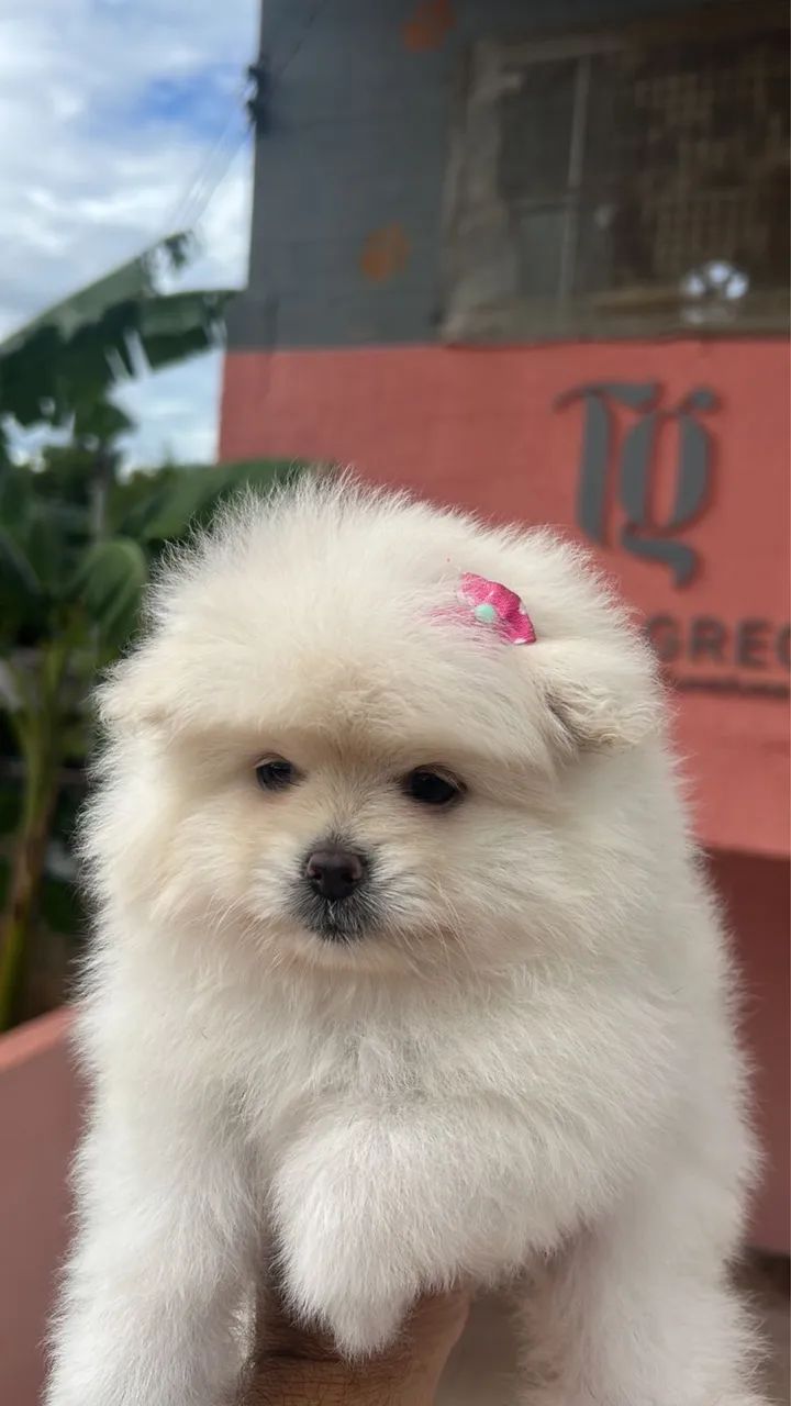 Lulu da pomerania  - Foto 2