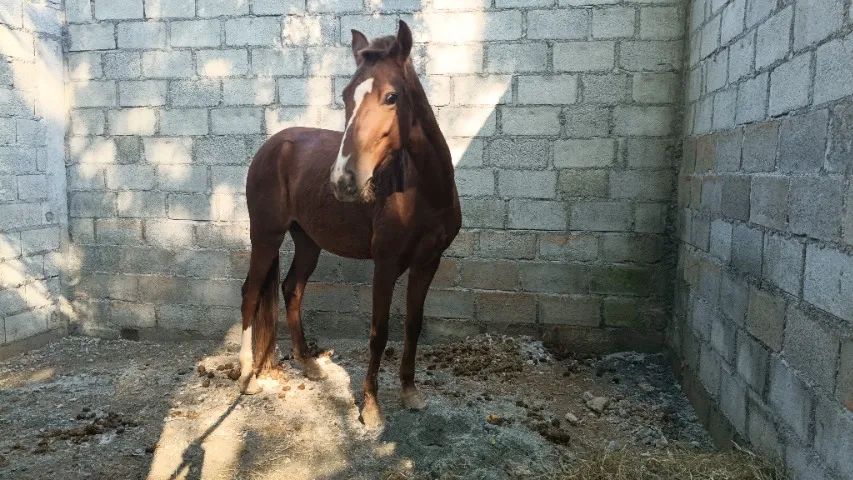 Egua