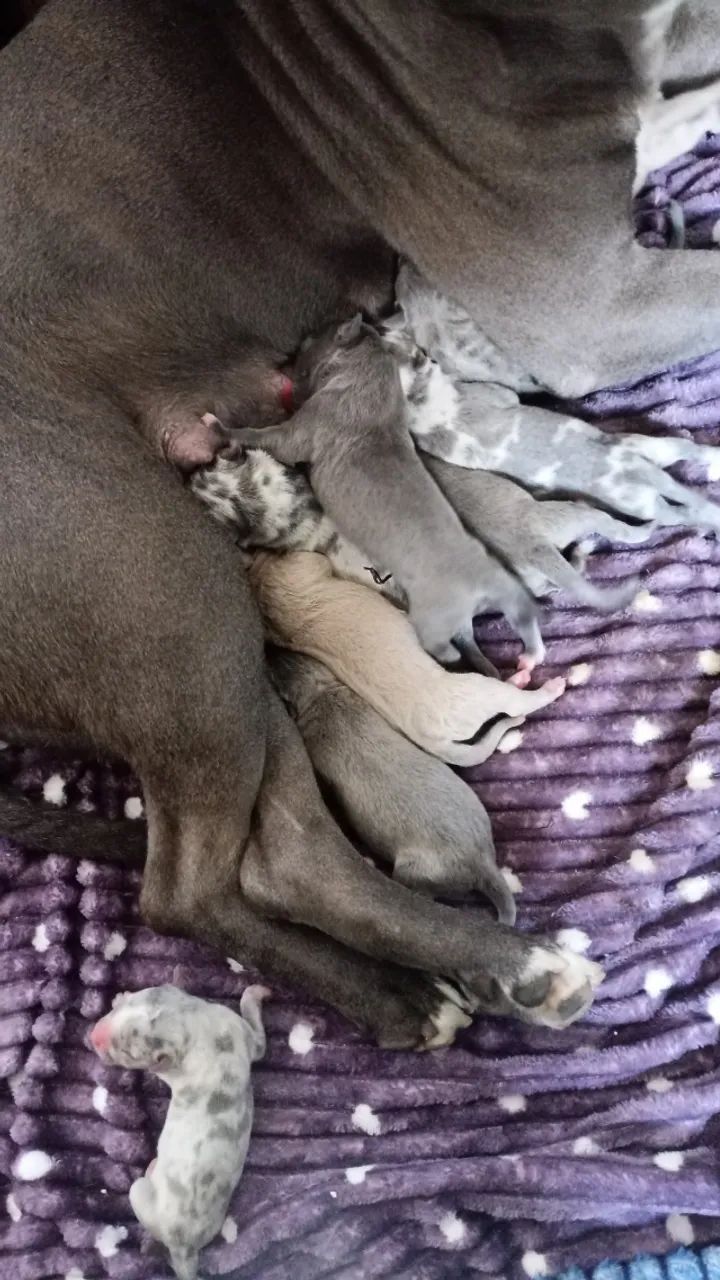 Pit Bull R$700.oo - Foto 2