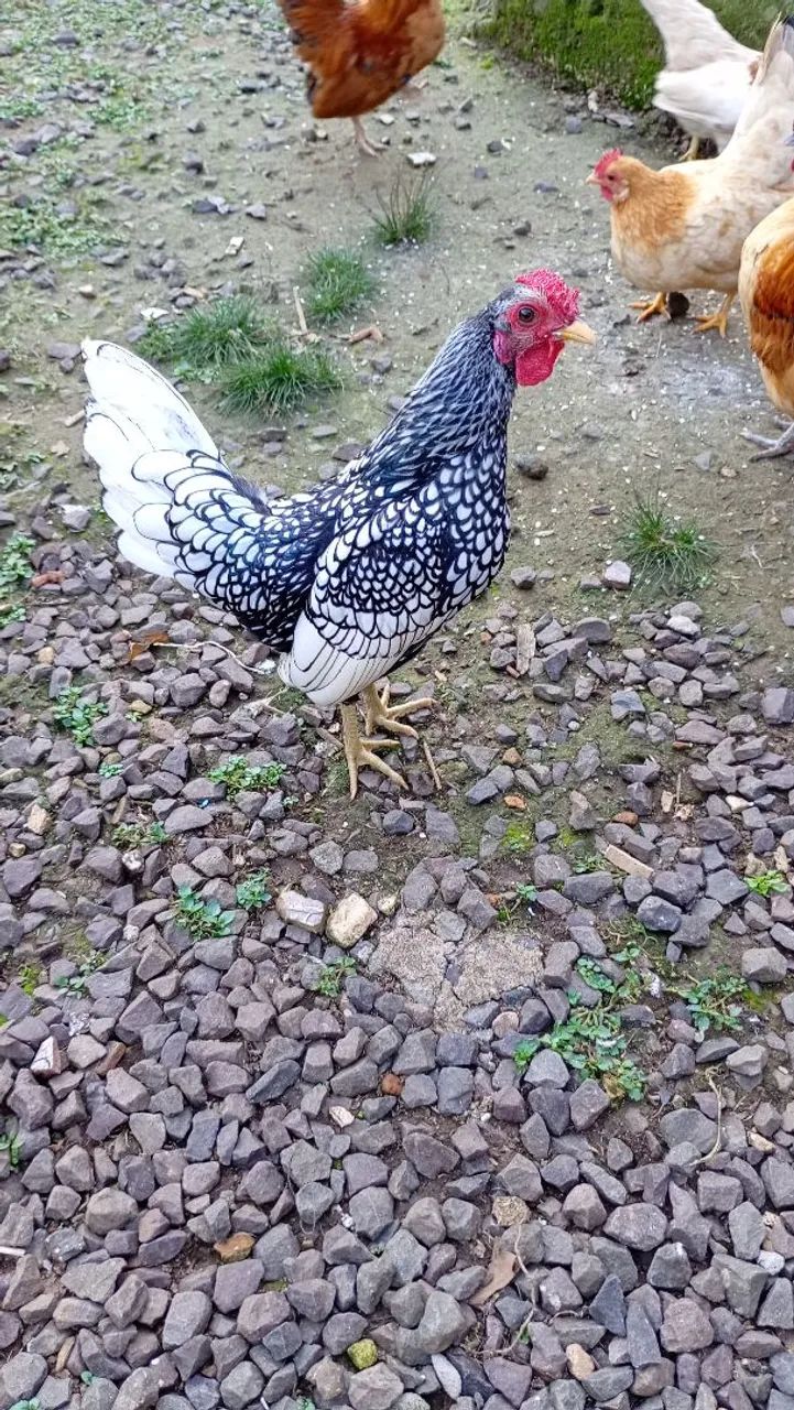 Sebright prata 
