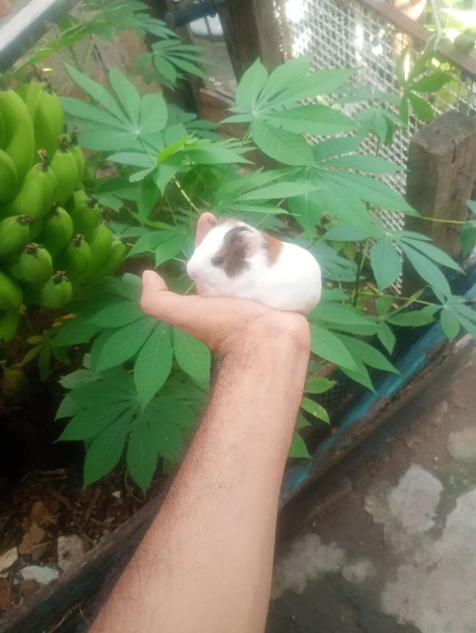 Porquinha da índia filhote fêmea 