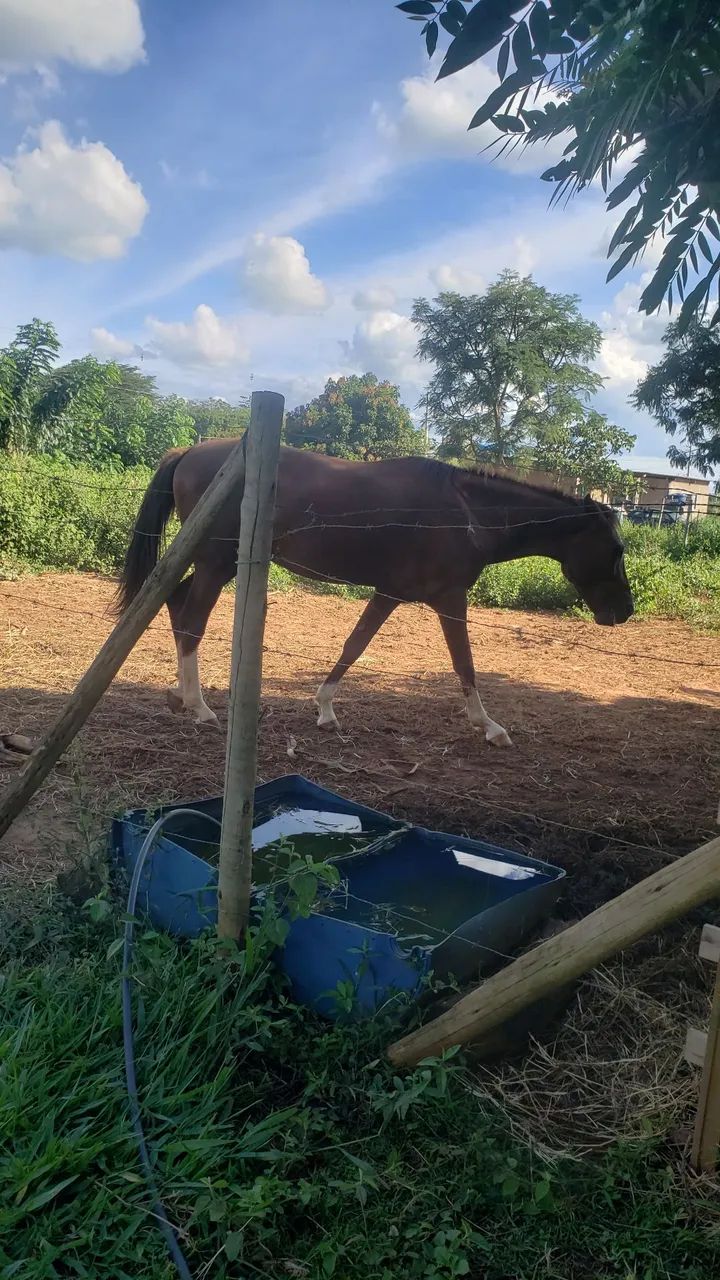 Cavalo quarto de milha  - Foto 4