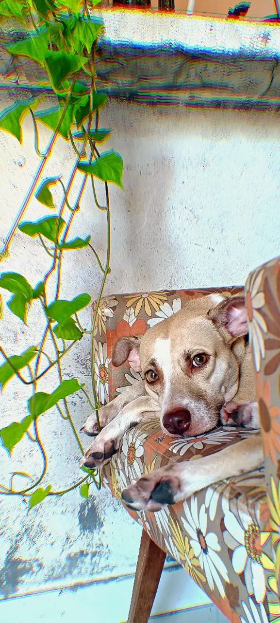 Cachorra  - Foto 3