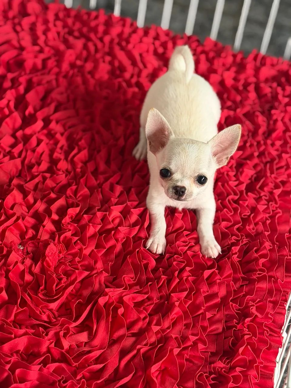 Chihuahua MACHO creme  - Foto 4