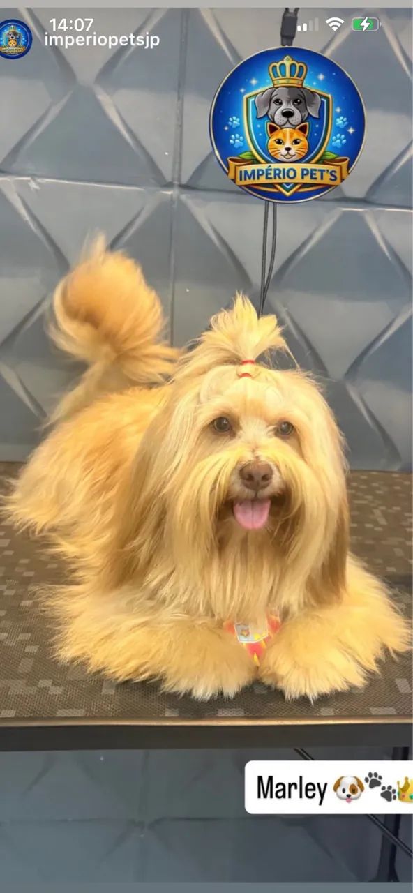  Cachorros lhasa apso  - Foto 2