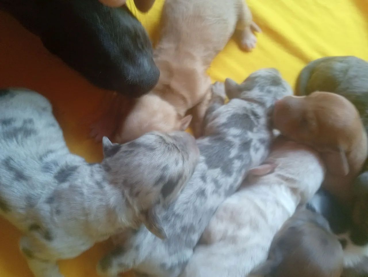 Cofap ninhada - Foto 4