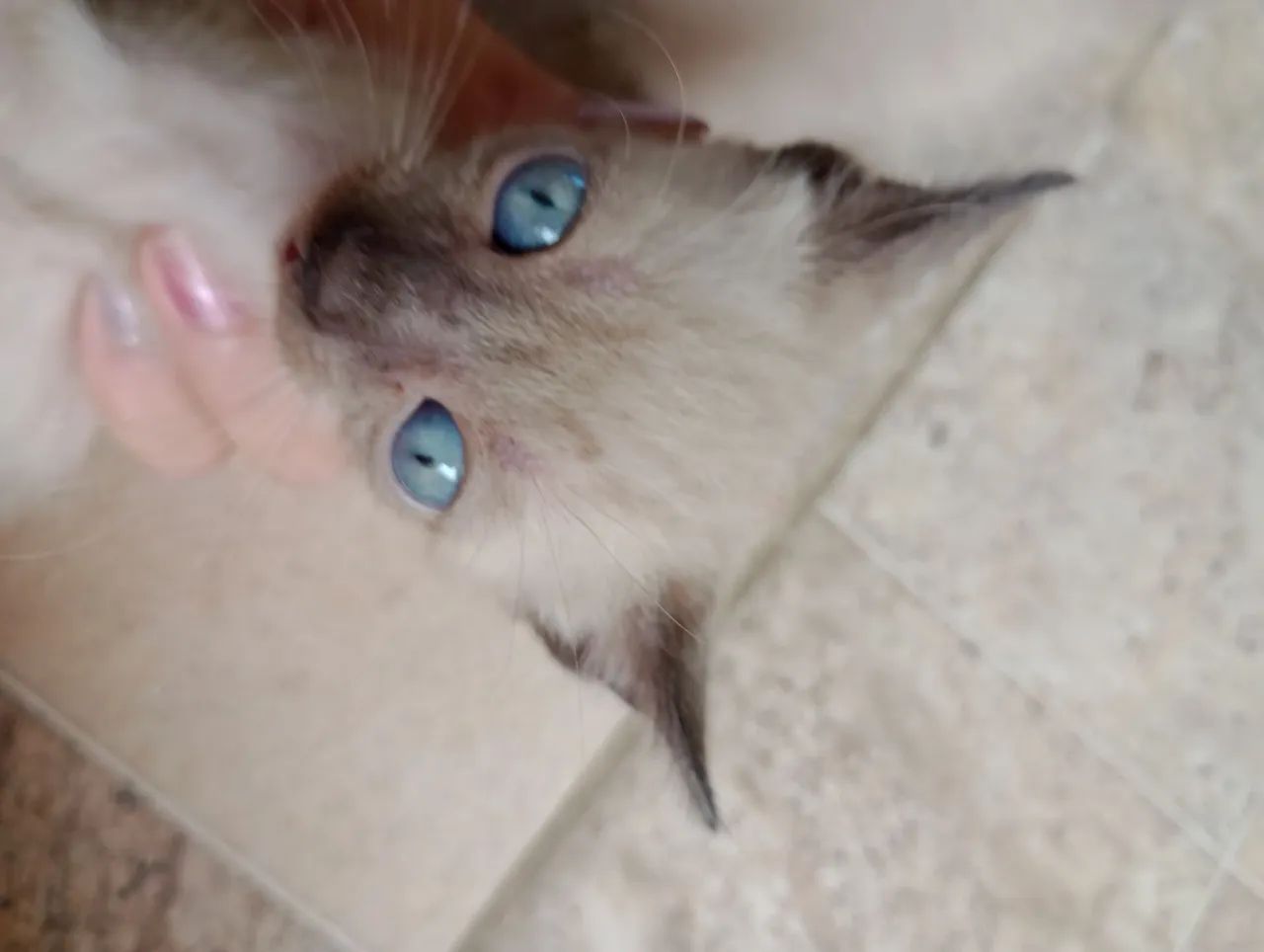 Doa-se uma gatinha filhote  - Foto 2