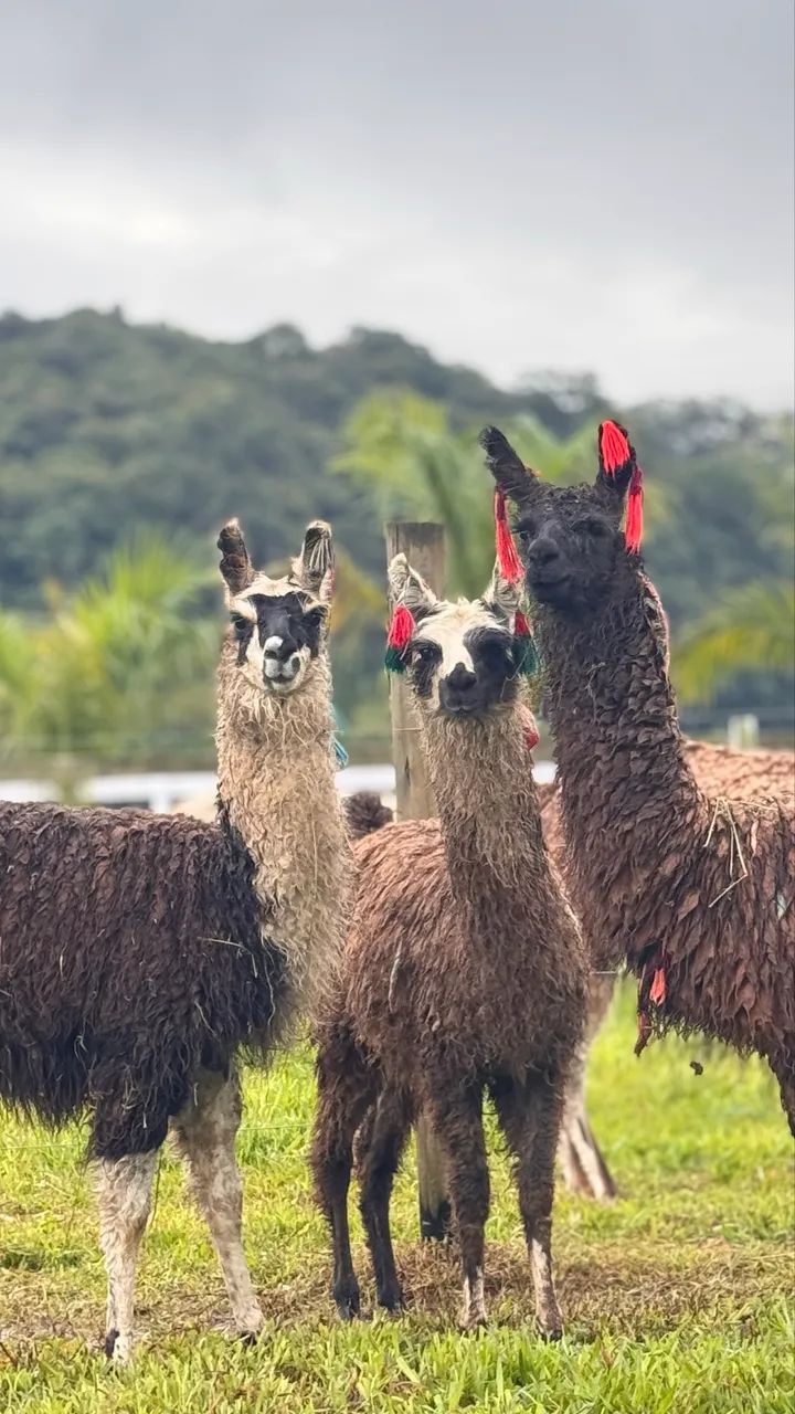 Lhamas - Camelídeos - 