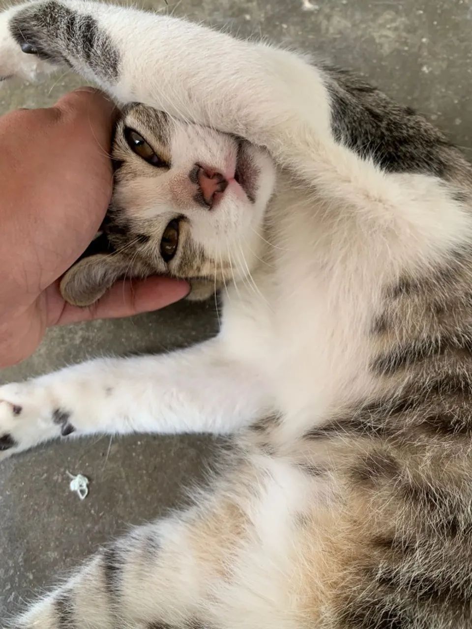 Doa se Gato macho carinhoso - Foto 2