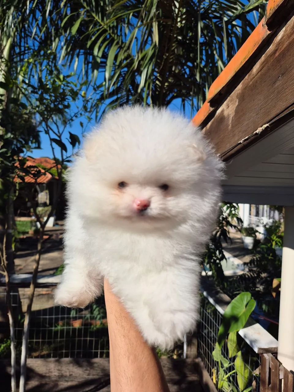 Spitz alemão  - Foto 2