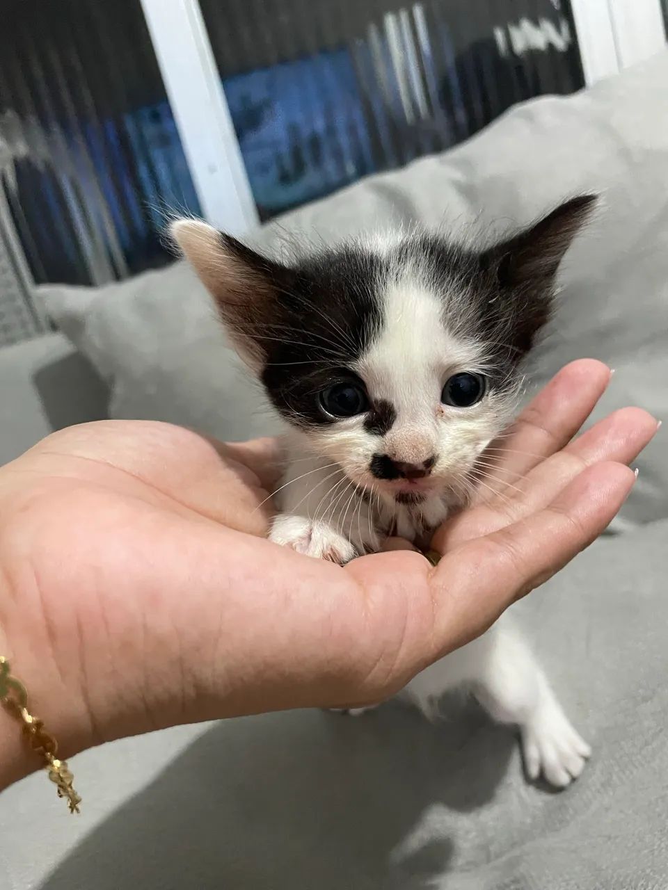 Gatinhos para adoção  - Foto 4