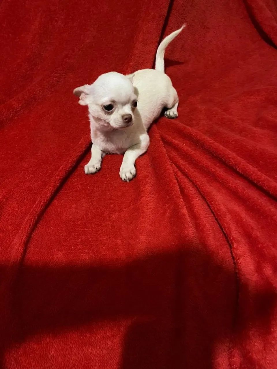 Chihuhaua  - Foto 2