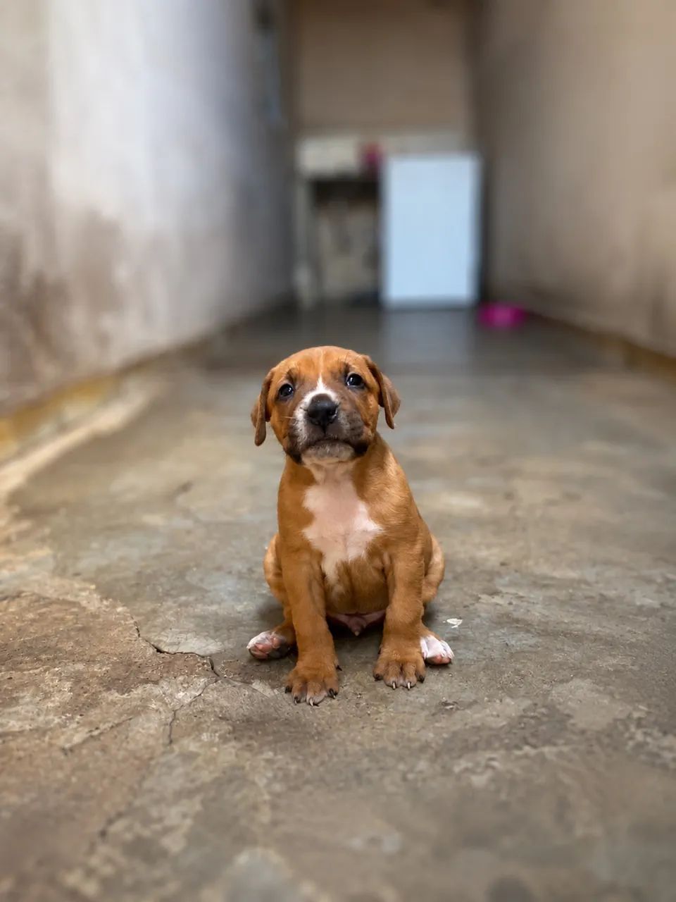 Doação de cachorrinhos ?