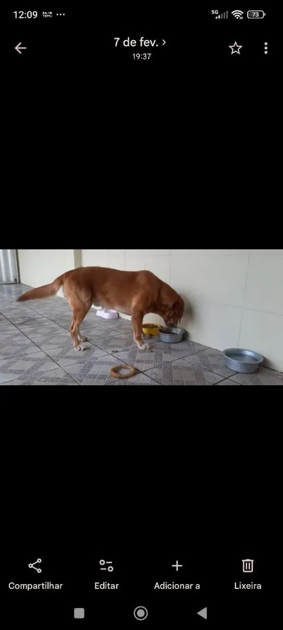 Labrador para a doação responsável. - Foto 2