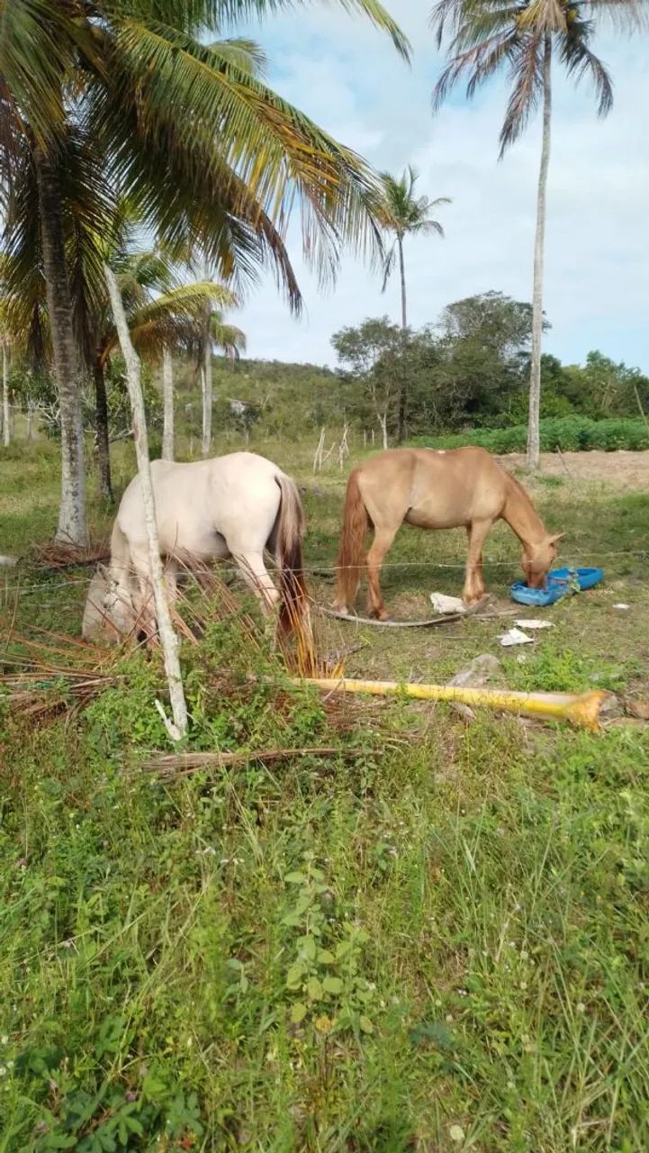 Pra vender os dois  - Foto 3