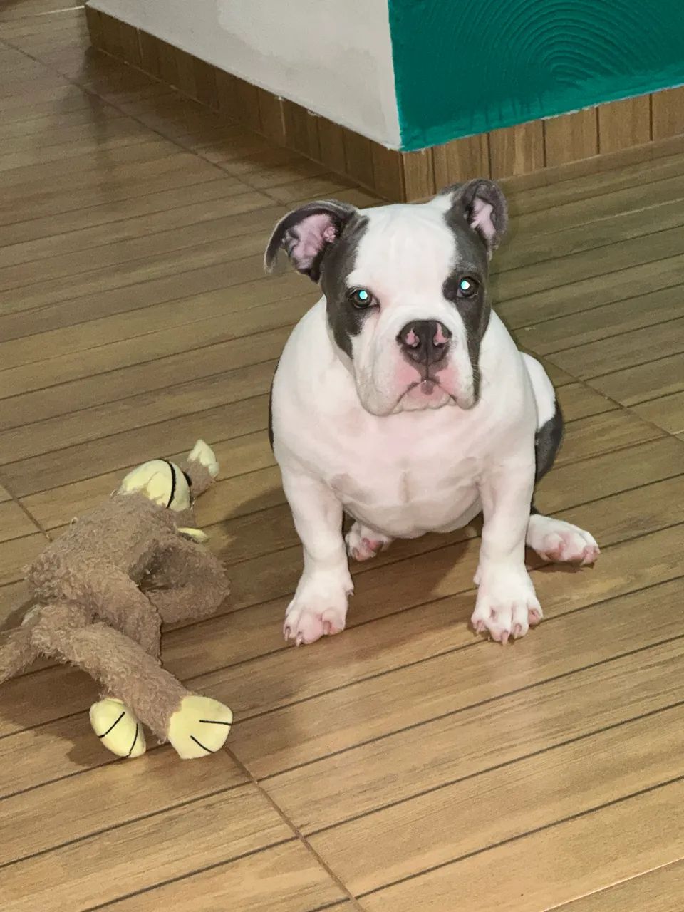 Filhote American Bully fêmea com pedigree  - Foto 2