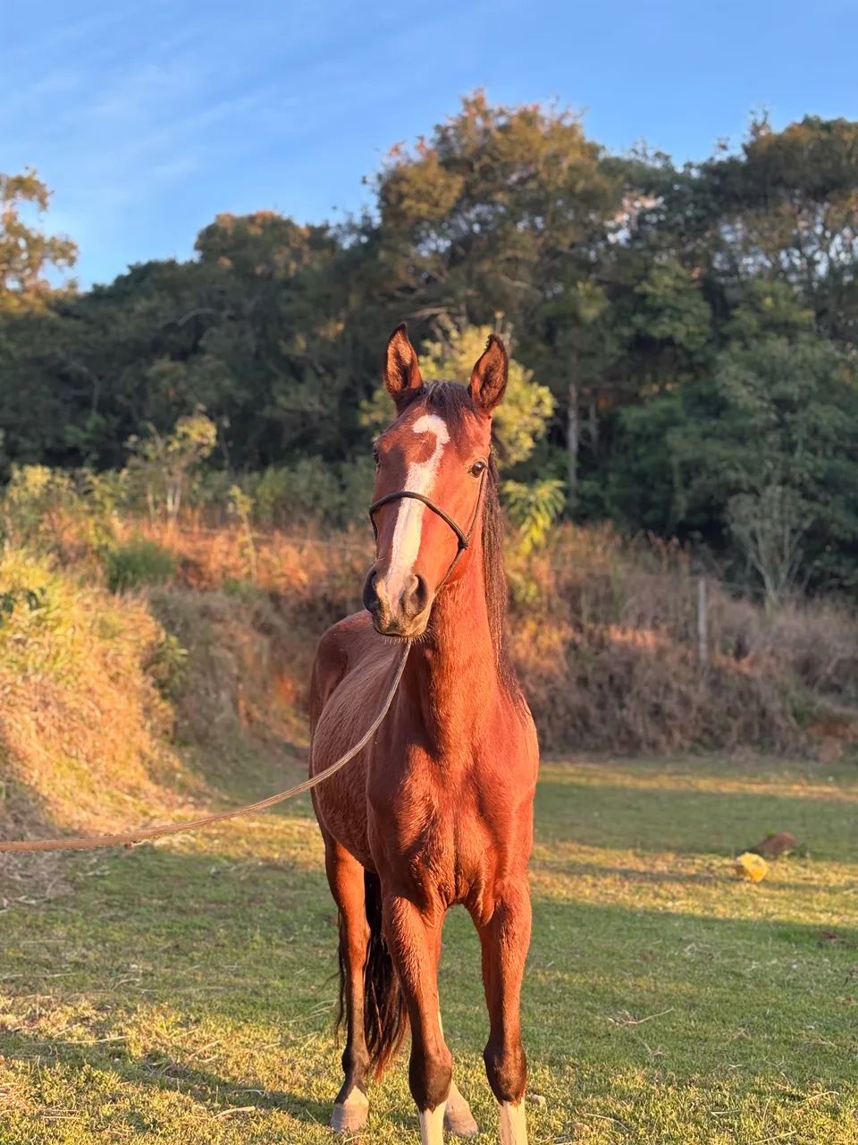 Cavalo MM Registrado 3 anos 