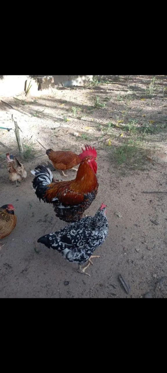 Vendo Casal de Frango GSB - Foto 2