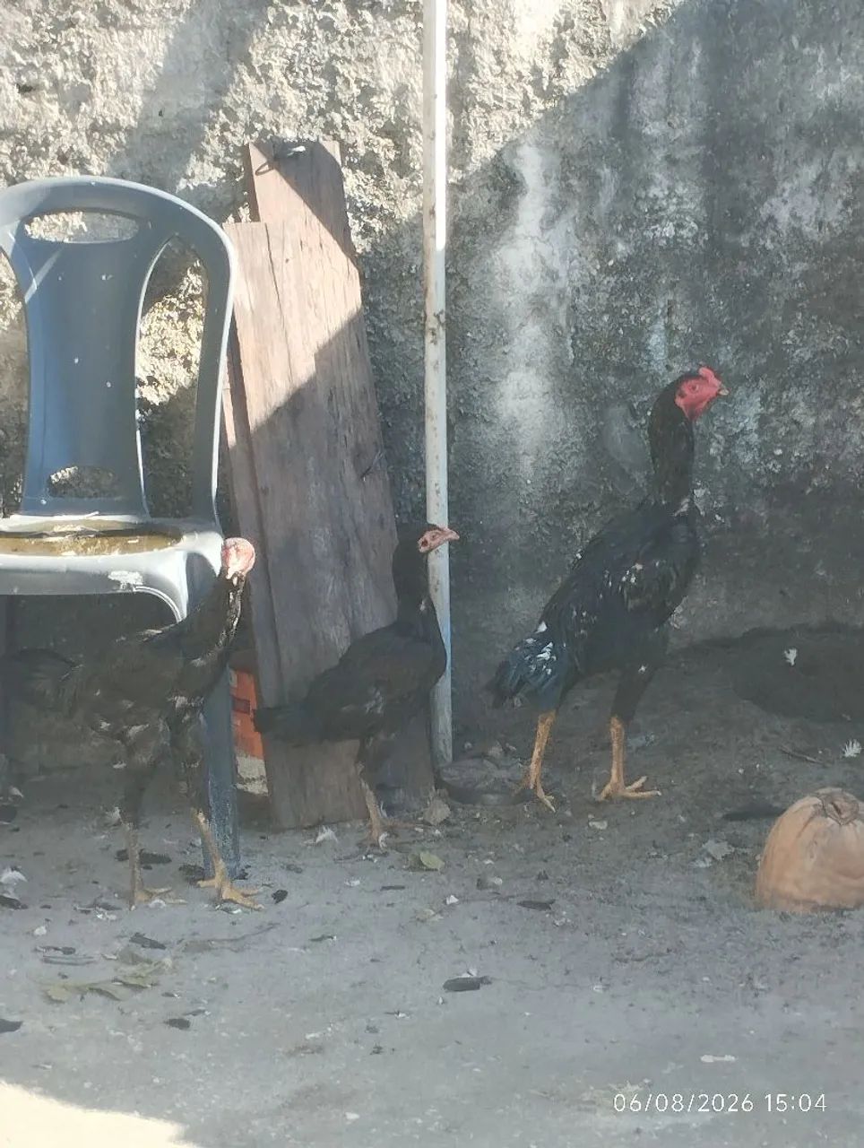 3 galinhas  - Foto 3