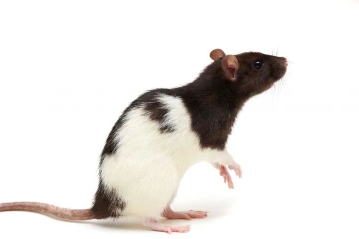 Rato Twister