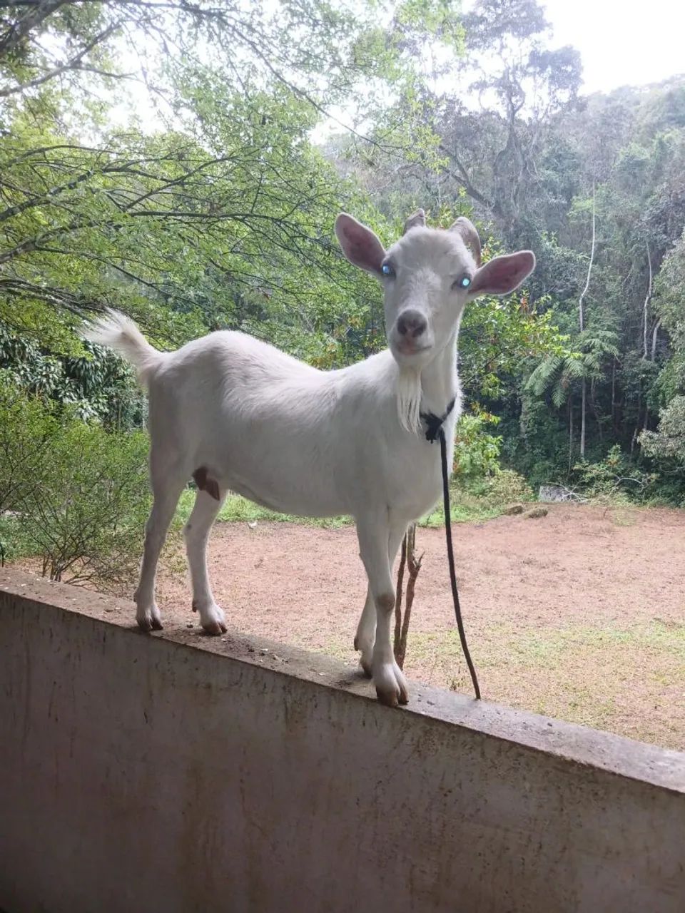 Cabra - Foto 3