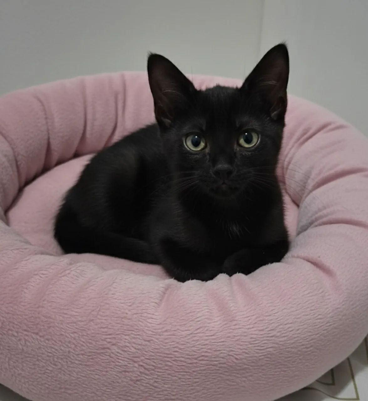 Filhotes  pretinhas adoção responsável  - Foto 4