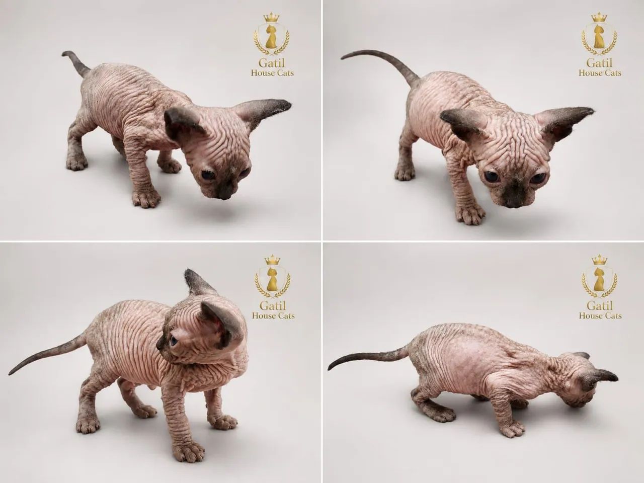 Sphynx macho seal point 